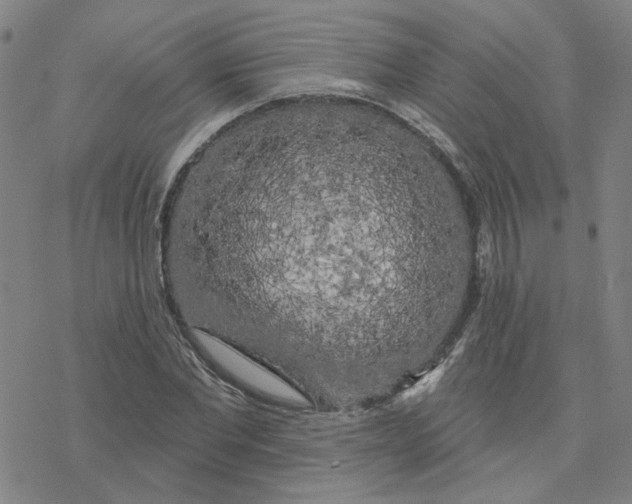 X0000076380877200610271525