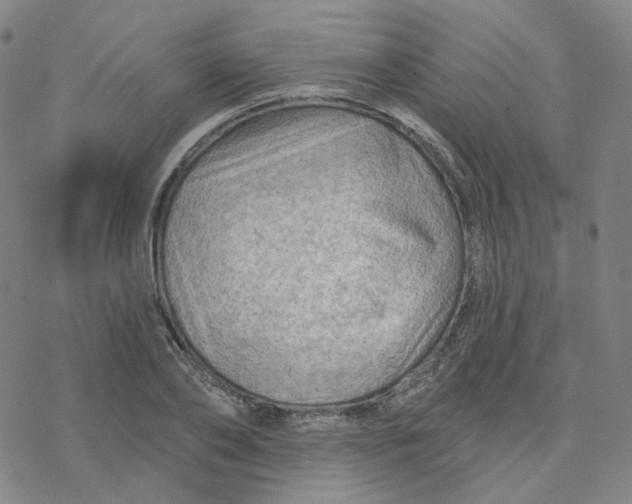 X0000076380886200610271525