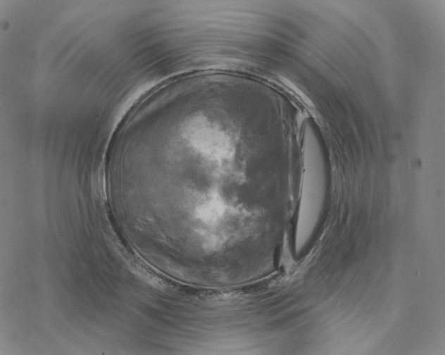 X0000076380891200610271525