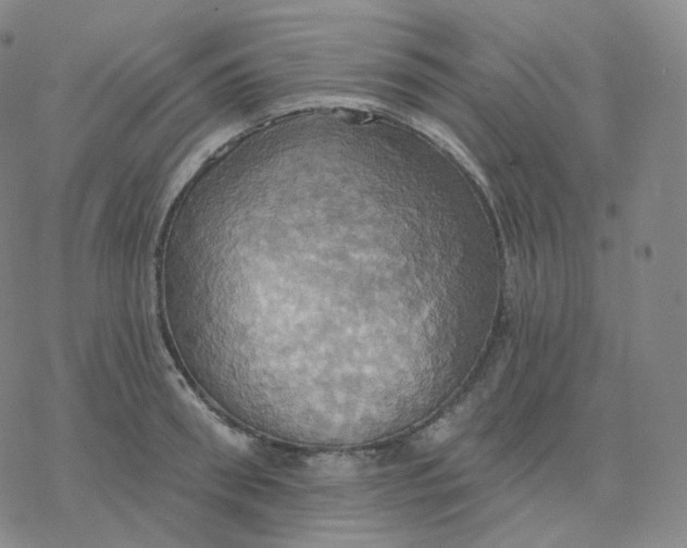 X0000076380898200610271525