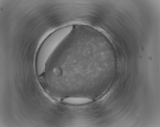 X0000076380902200610271525