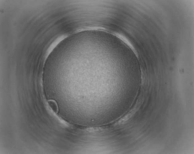 X0000076380906200610271525