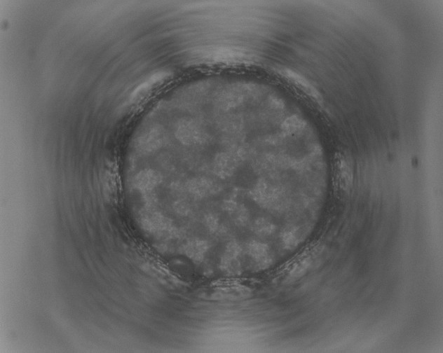 X0000076380918200610271524