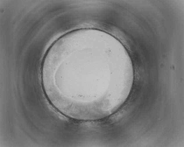 X0000076380950200610271524