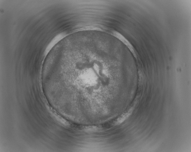 X0000076381002200610271523