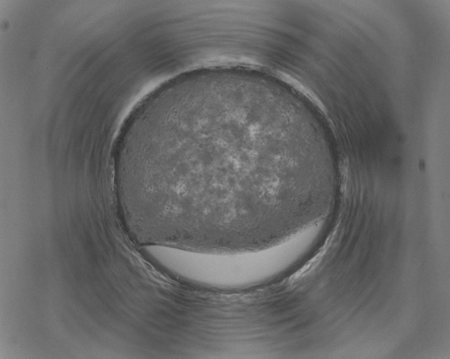 X0000076381021200610271522