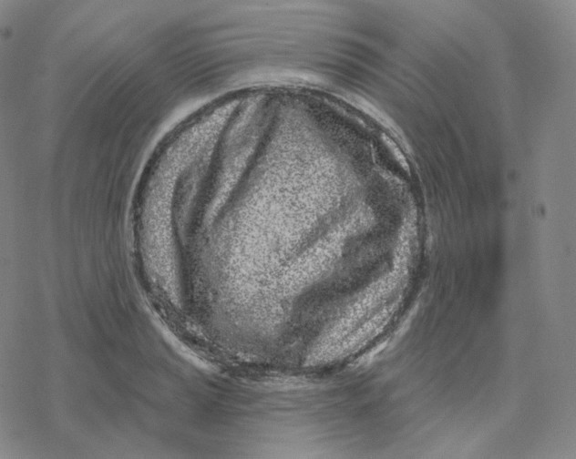 X0000076381037200610271523