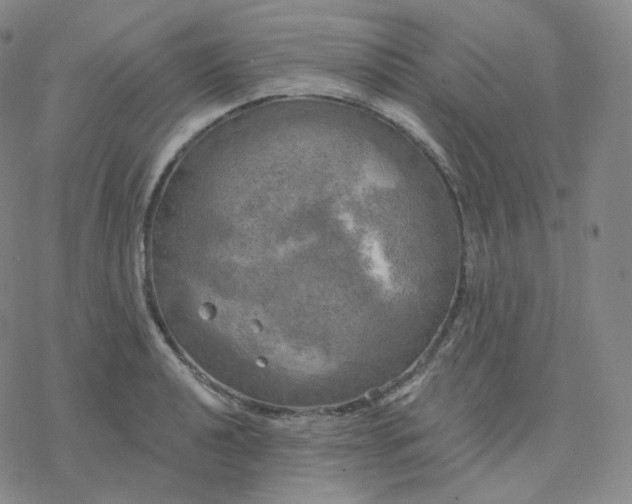 X0000076381040200610271523