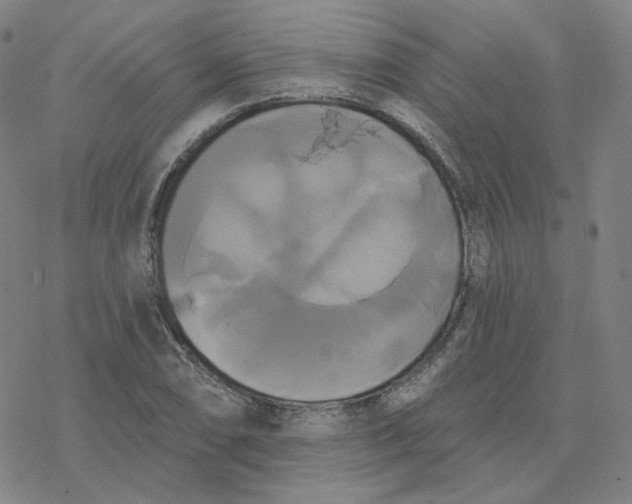 X0000076381074200610271522