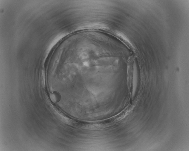 X0000076381079200610271522