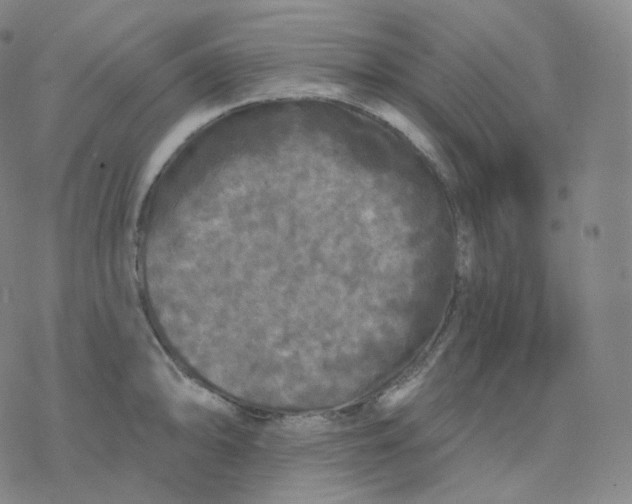 X0000076381094200610271522