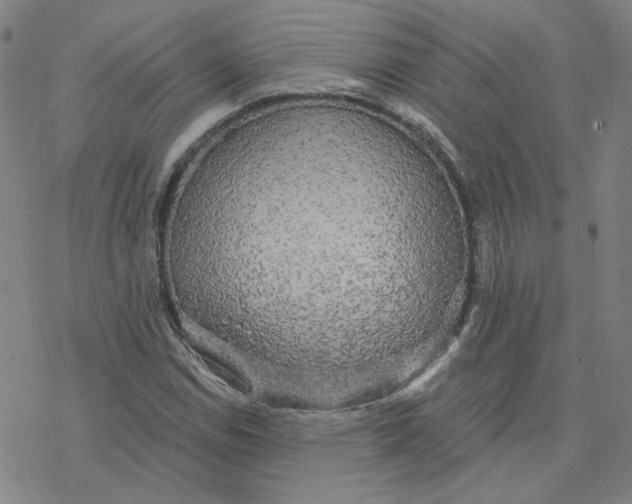 X0000076381114200610271521