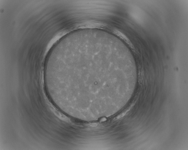 X0000076381130200610271521