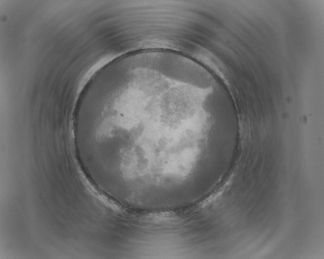 X0000076381133200610271521