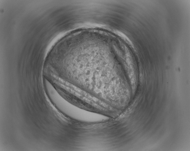 X0000076381183200610271520