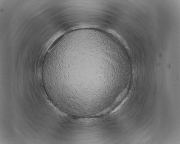 X0000076381185200610271520