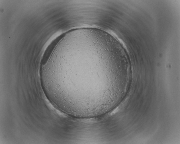 X0000076381189200610271520