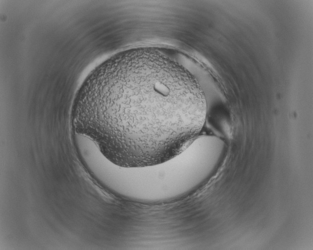 X0000076381230200610271520