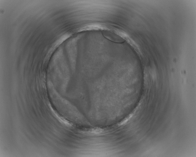 X0000076381233200610271520