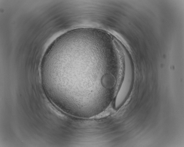 X0000076381238200610271520