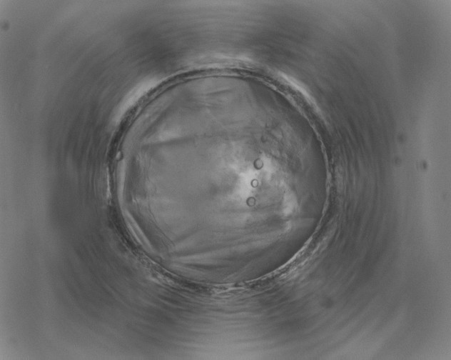 X0000076381267200610271519