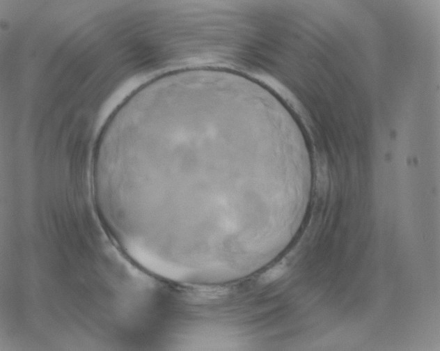 X0000076381294200610271518