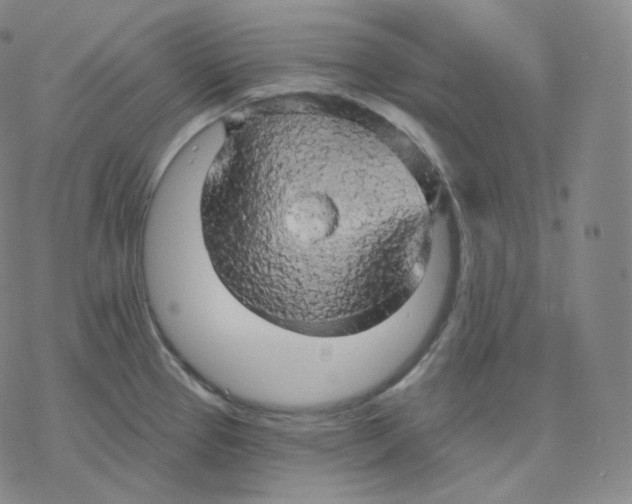 X0000076381337200610271518