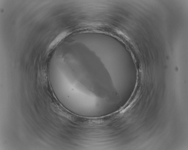 X0000076381354200610271517