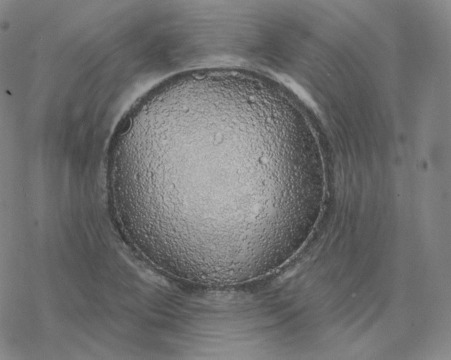 X0000076381364200610271517