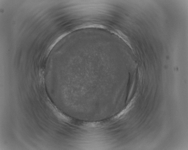 X0000076381369200610271517