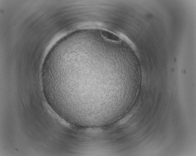 X0000076381384200610271517