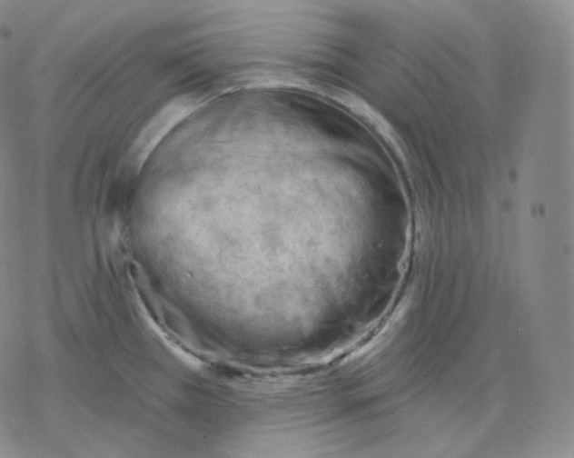 X0000076381385200610271517