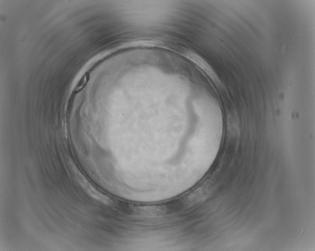 X0000076381436200610271517