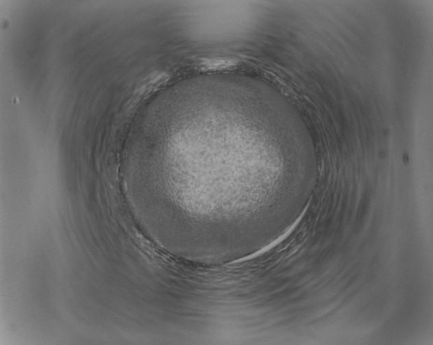 X0000076381441200610271516