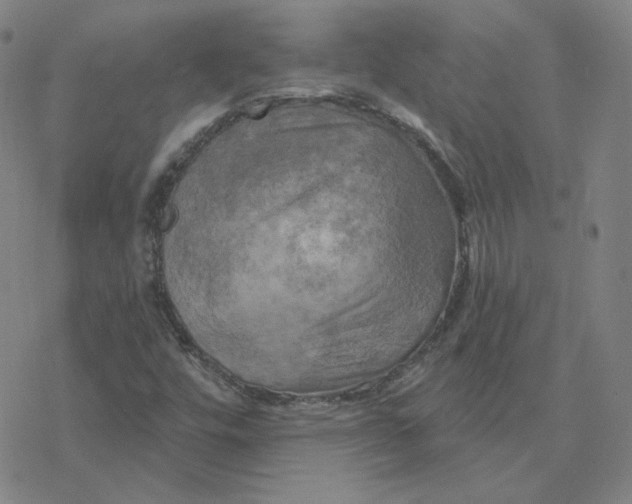 X0000076381448200610271516