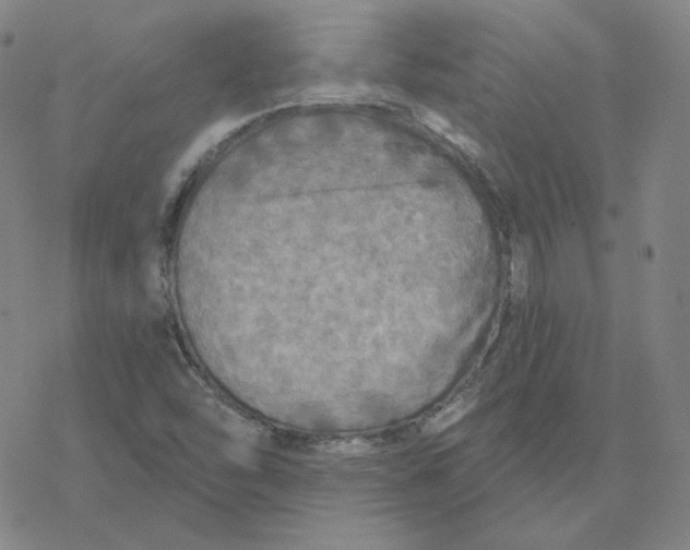 X0000076381454200610271516