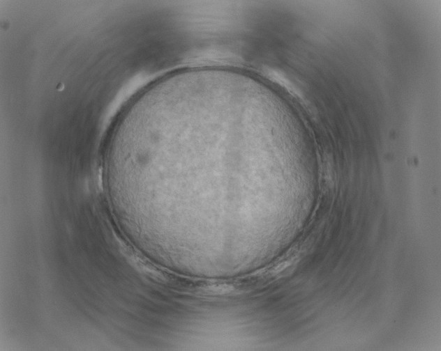 X0000076381462200610271516