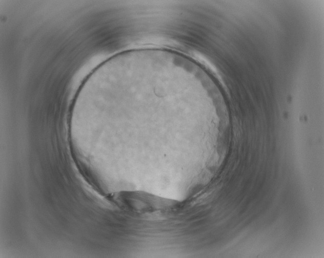 X0000076381480200610271515