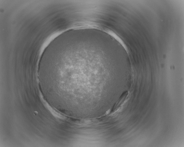 X0000076381485200610271515