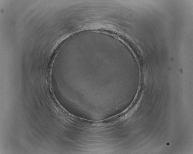 X0000076381497200610271515