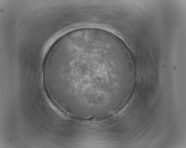 X0000076381511200610271515