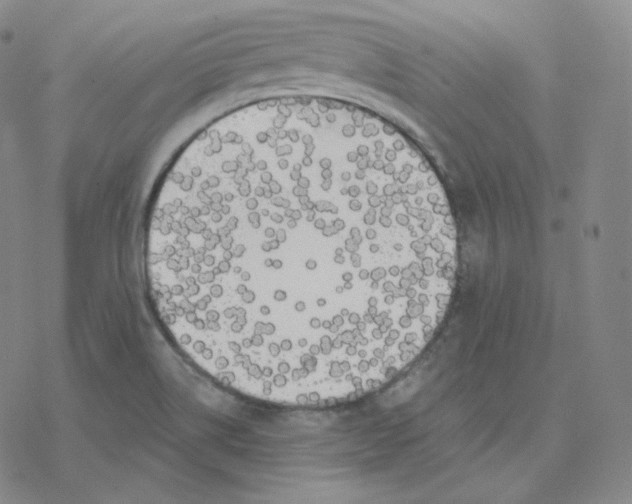 X0000076381514200610271515