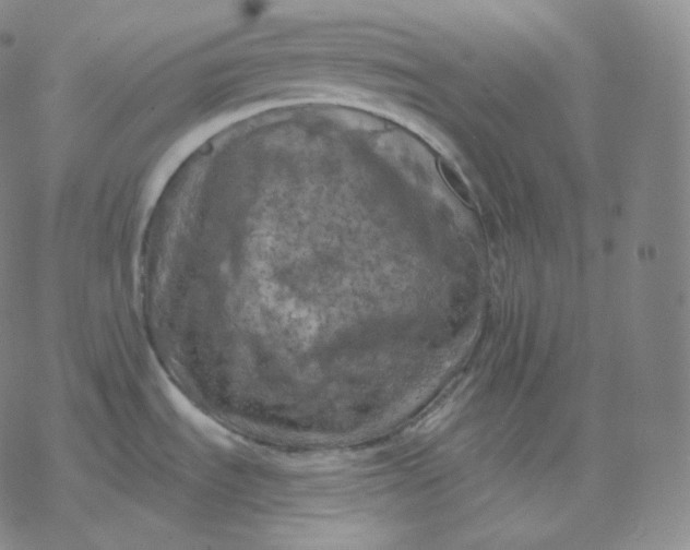 X0000076381535200610271515