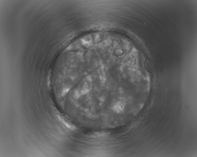 X0000076380065200611031640