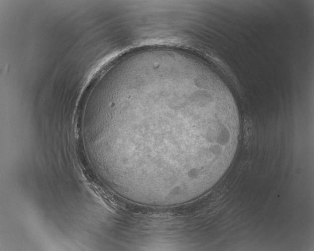 X0000076380628200611031630