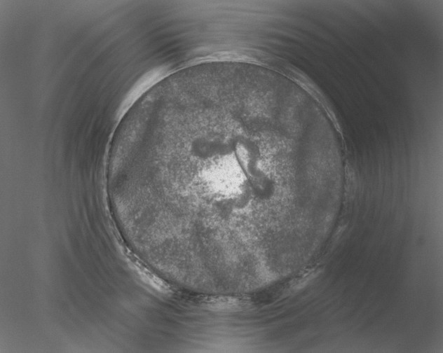 X0000076381002200611031624