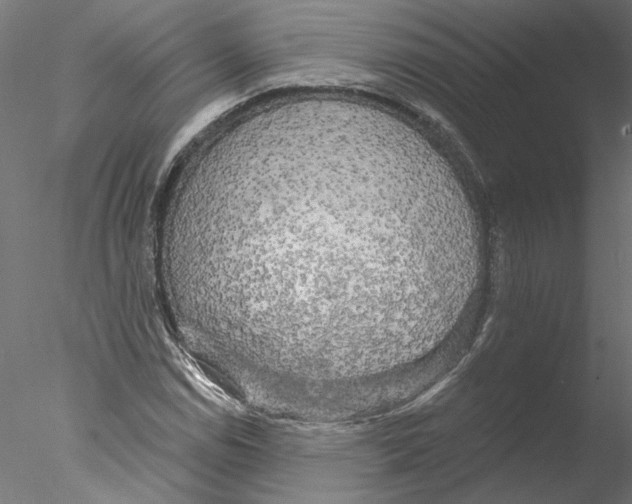 X0000076381114200611031622