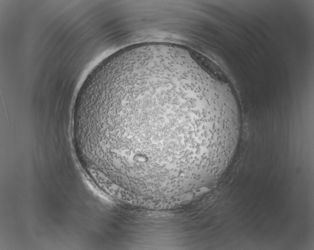 X0000076381136200611031622