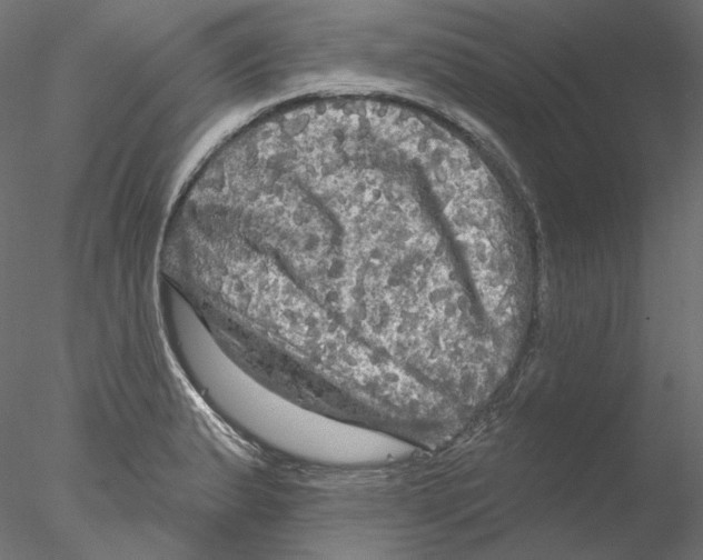 X0000076381183200611031621