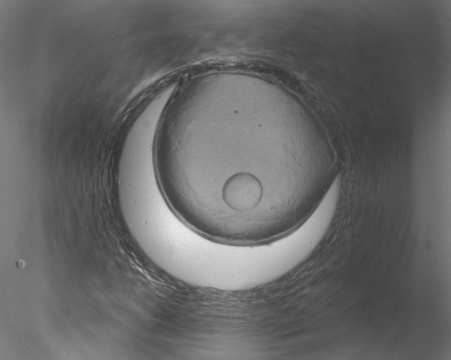 X0000076381206200611031620